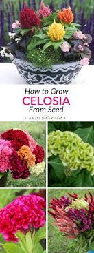 There Are Two Types Of Celosia That Are Commonly Known In Horticultural Circles Plumed Types Produce Feathery Plumes Flower Garden Flower Care Celosia Flower