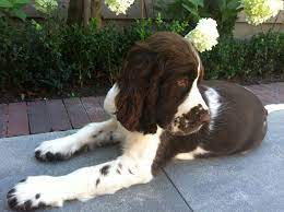 Black & white and liver & white springer spaniel puppies born on february 16, 2015. English Springer Spaniel 10 Weeks Old Springer Spaniel Springer Spaniel Puppies Spaniel Breeds