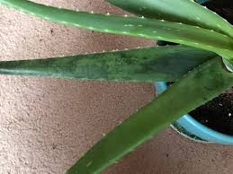 Many people keep aloe vera plants in their kitchens for design and medicinal uses. My Aloe Plant Is Turning Dark Green