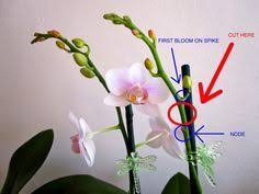 Pin On Pruning Orchids