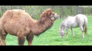 It was sir alec issigonis, the designer of the mini car. Seeing Eye Camel Acts As Guide For Blind Horse Wqad Com