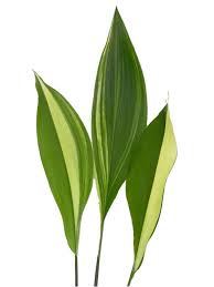 Image result for Aspidistra