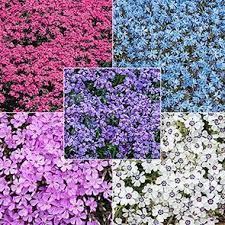 Phlox Subulata Purple Beauty Creeping Phlox Creeping Phlox Phlox Ground Cover Ground Cover Plants