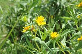 Image result for Burnatia enneandra