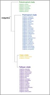 Image result for Indigofera emarginella