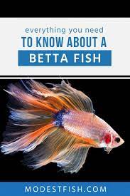 Betta Fish Care Sheet Expert Guide For Aquarists Betta Fish Betta Fish Care Betta