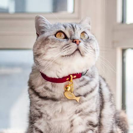 Cat Collar
