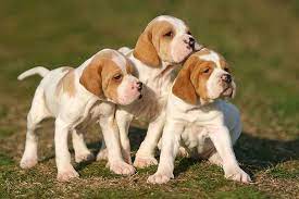 Akc Breeder Toolkit Now Includes Prepaid Option American Kennel Club American Kennel Club Dog Breeds Akc