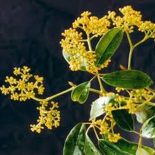 Image result for Cissus glaucophylla