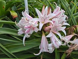 Image result for Crinum jasonii
