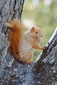 Albino Squirrel Citylifeaustin Com Squirrel Pictures Squirrel Animals Beautiful