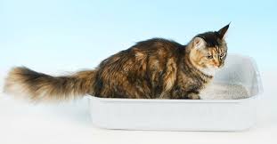Urinary tract diseases are common in cats and can cause discomfort and distress. Cystitis In Cats Vet4life