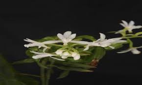 Image result for Cribbia