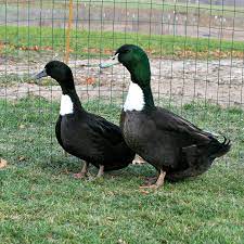 Swedish are very hardy ducks and good foragers. Black Swedish Ducklings Purely Poultry