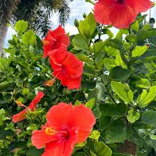 Image result for Hibiscus platycalyx
