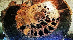 Hd Wallpaper Fossil Conch Giant Close Up No People Pattern Day Bone Wallpaper Flare