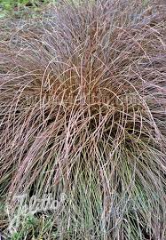 Carex testacea prairie fire colorgrass. Jelitto Perennial Seed Carex Flagellifera Bronze Form Portion S