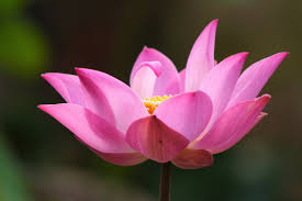 Pink water lily in pond. Free Lotus Flower Stock Photo Freeimages Com