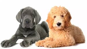 The golden retriever and the german shepherd are mixed together to make the golden shepherd. Goldendoodles Springfield Township Danes And Doodles Llc