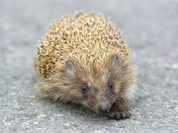 Ich habe einen schwachen, ap Igel Auf Der Strasse Gefunden Wie Sie Helfen Konnen