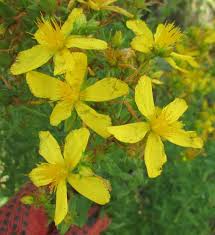 Image result for Hypericum scioanum