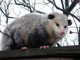 A scared opossum will hiss, screech and show its teeth aggressively. How Long Do Possums Live