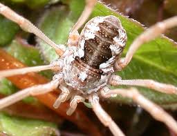 Image result for Landolphia robustior