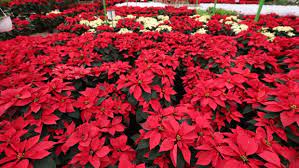 Una vez que tengas la planta en casa ponla sobre una. Flor De Pascua El Curioso Y Poco Conocido Origen De La Poinsettia La Planta De La Navidad