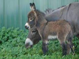 We have some of the smallest mature miniature donkey herd sires in the world. Donkeys For Sale Storyland Miniature Donkeys And Micro Mini Donkeys Cute Donkey Miniature Donkey Cute Baby Animals