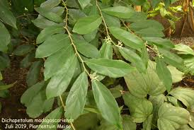 Image result for Dichapetalum