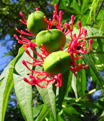 Dreamstime is the world`s largest stock photography community. Florida Red Flower Tree Seeds Photograph By Trudy Brodkin Storace