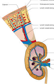 An entity relationship diagram (erd) is a type of diagram that lets you see how different entities (e.g. Anatomy Of Renal Lymphatics Renal Lymph Vessel After Entering The Download Scientific Diagram