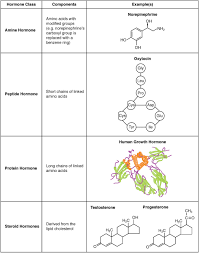 17 2 Hormones Anatomy And Physiology