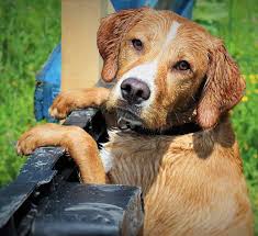 Een complete gids voor de lab beagle mix. Beagle Lab Mix Breed Guide Discover The Popular Beagador Dog