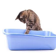 Rc systems provides ammonia gas sensors and detectors for use in a variety of applications. Monitor Your Cat S Health With Diagnostic Cat Litter The Catington Post