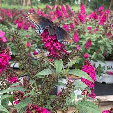 Image result for buddleia davidii