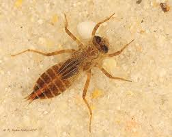 Image result for Ochna leptoclada