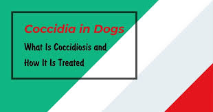 If you would like to learn more about how this disease affects cats, please visit this page in the petmd health library. Coccidia In Dogs What S Coccidiosis How It S Treated I Love Veterinary