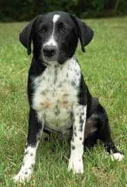 Black And White Border Collie Pointer Mix Is This A Border Collie Mixed With Dalmatian 224c6959f7f88ebbba54d82372d0f1b5 Jpg 236 347 Cute Animals Cute Dogs Dogs