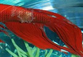 Basic tips to diagnose sick betta fish. Complete Guide To Betta Fish Diseases And Treatment With Pictures Fish Care