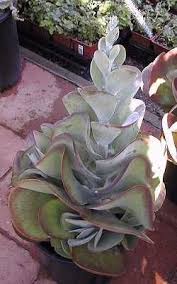 Paddle Plant Kalanchoe Thyrsiflora Plants Paddle Plant Succulents