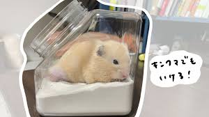 ハムスターに砂浴びは必要？砂浴び用容器に使える100均アイテム！ | kinakomochi illustration