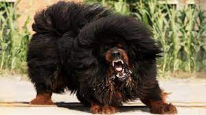 Here Are 10 Most Illegal Dog Breeds In The World