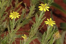 Image result for Osteospermum muricatum