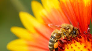 Differences between hoverflies and bees. Center For Food Safety Press Releases Pressure Mounts On White House To Protect Bees From Pesticides