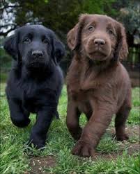 Find labrador in dogs & puppies for rehoming | 🐶 find dogs and puppies locally for sale or adoption in ontario : Genetics Of Labrador Coat Color Maple Leaf Vet Care Center
