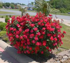 A shrub rose that grows approximately 3 to 4 feet tall and. Shrub Rose Radrazz Knock Out Plant Profile Sylvan Gardens Landscape Contractors