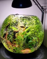 Betta Need 2 5 Gallons A Place To Hide Temperatures Of 72 80 Degrees Fahrenheit And A Filter This Doesn T Backyard Aquaponics Aquaponics Aquaponics System