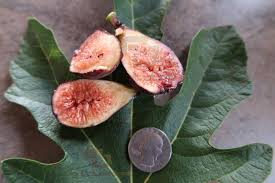 Check spelling or type a new query. Fig Database Violette De Bordeaux