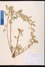 Image result for Medicago laciniata